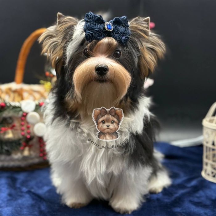 Цуценя Бівер-йорк