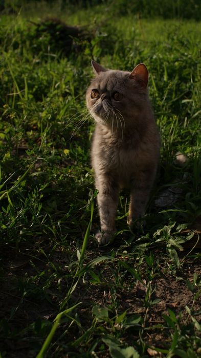 Кішка екзотична короткошерсна