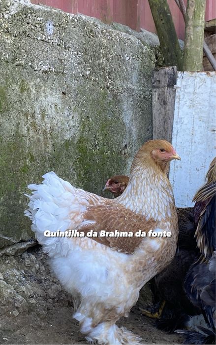 Brahmas: Isabella, Buff, Dark, Perdiz, Light e BSO Mealhada, Ventosa Do  Bairro E Antes • OLX Portugal