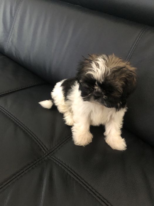 Shih tzu szczeniaczki