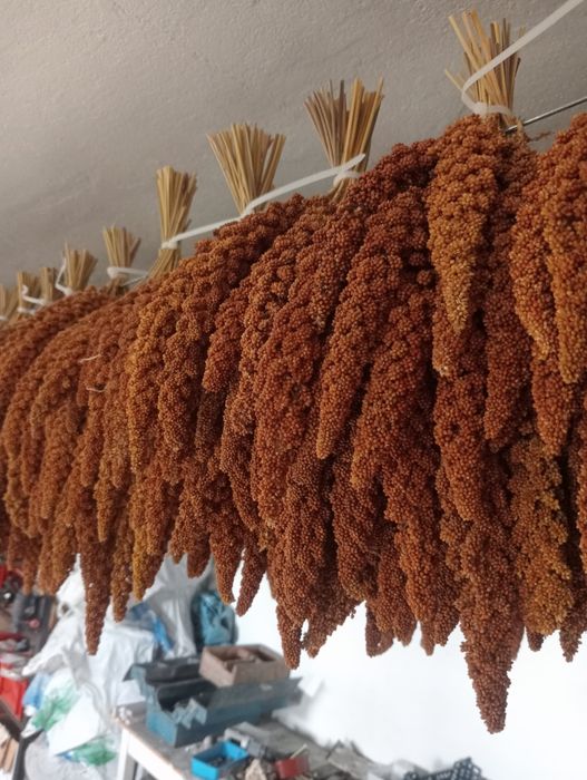 Sprzedam 4 kg prosa senegalskiego