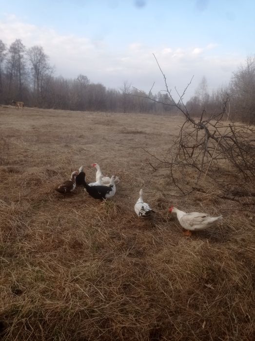 Індокачки великі