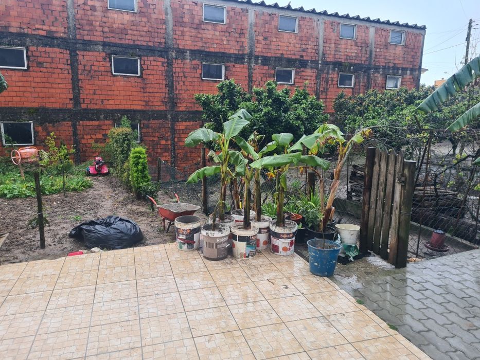 Bananeiras otima qualidade de todos os tamanhos