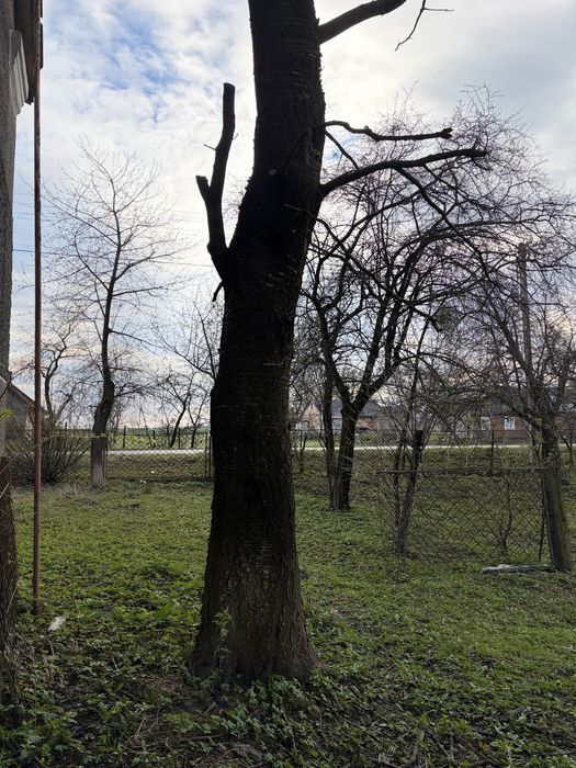 Продам черешні на дошку дрова