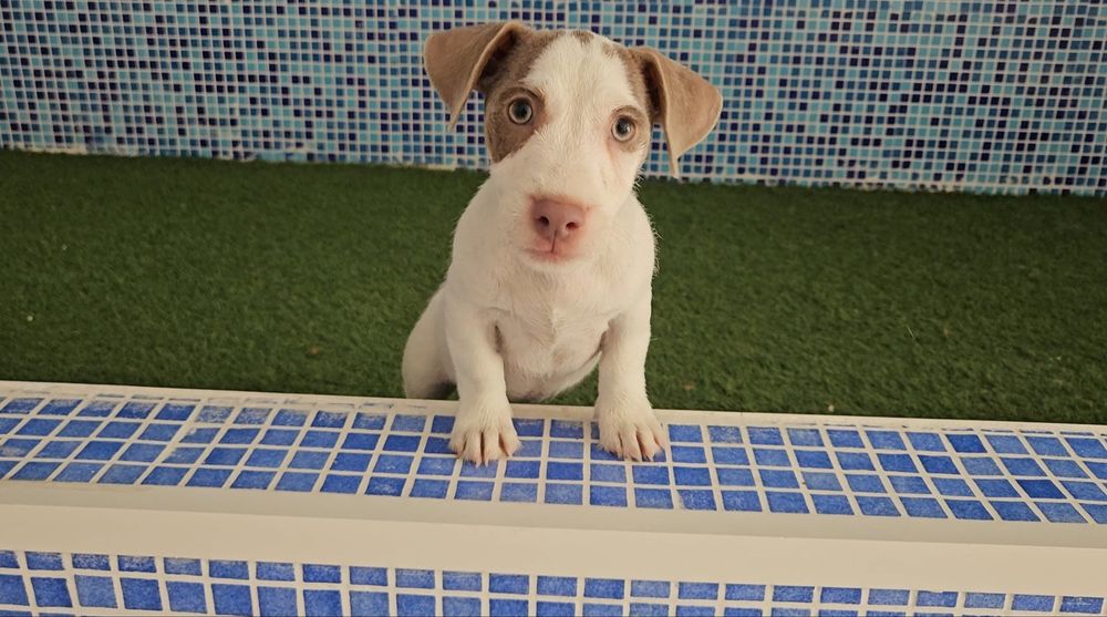 Jack Russel Terrier - Macho exótico