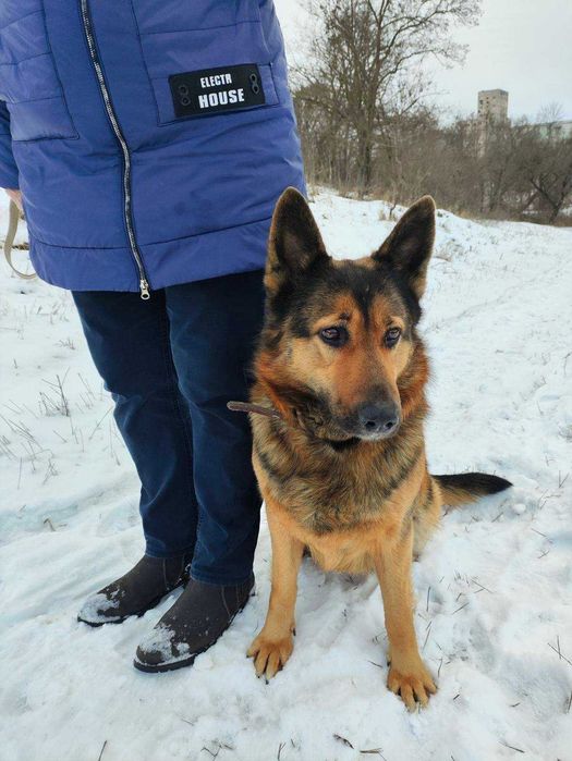 Сука німецької вівчарки безкоштовно