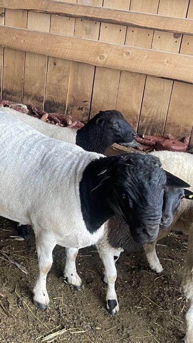 Племені козенята від 7500