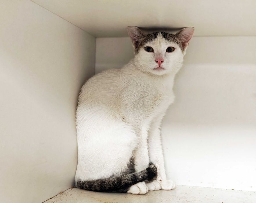 Ясік, 10 місяців — муркотливий котик шукає дім // кіт кошеня кішка