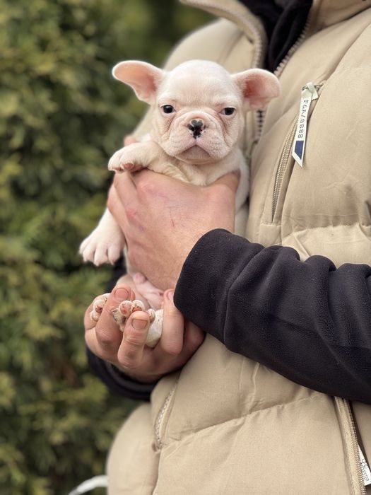Шикарний хлопчик Сніжок