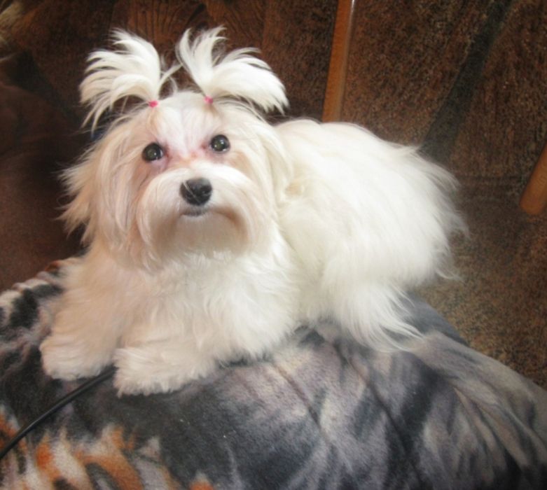 Maltipoo - suczka kremowa