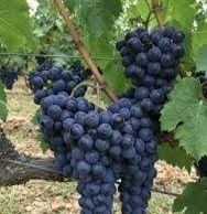 Uvas branco/ tinto