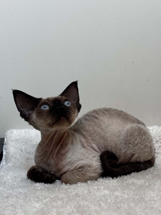 Devon rex point, kocur devon rex FPL, FIFE