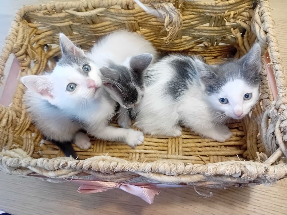 Ofereço gatinhos cerca de 2 meses