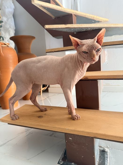 Gato Sphynx macho raça pura disponível para acasalamento