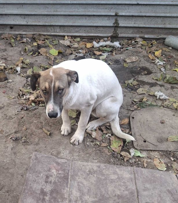 Оскар та Сем, 1 рік, друзі, не для охорони