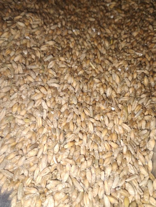 Zboże Pszenżyto ozime