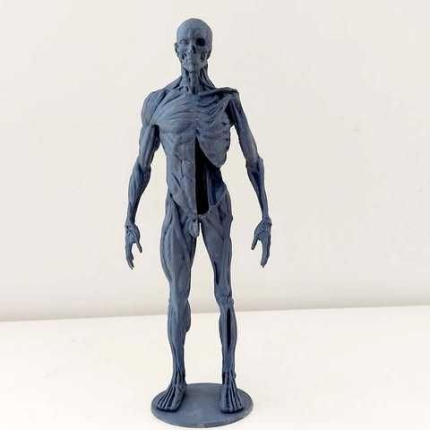 Figura imprimida de Anatomia Humana 3D Completa