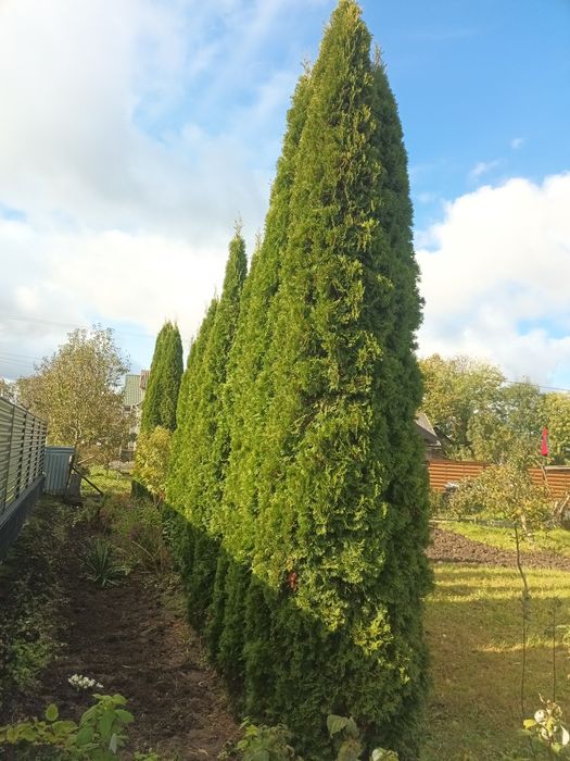 Туя смарагд продам