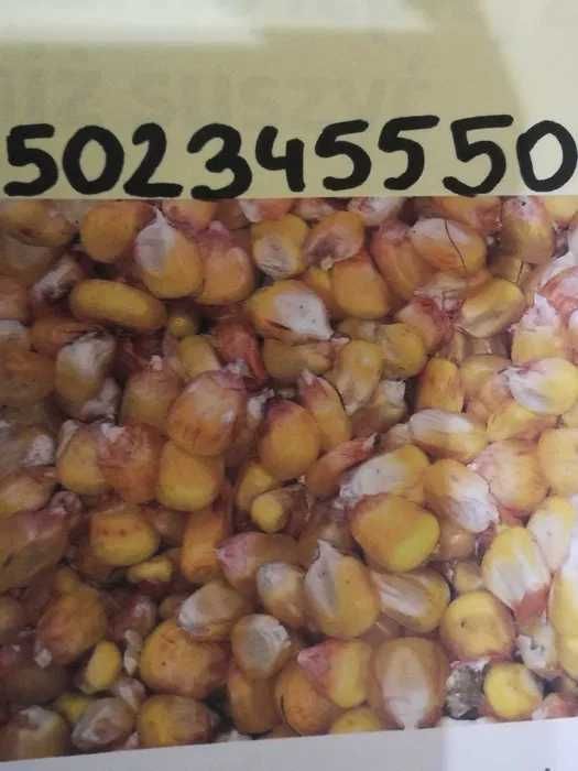 Kukurydza  workowana