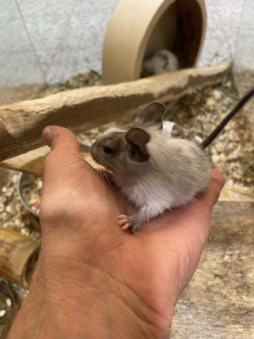 Koszatniczka - Degu, wyjątkowe kolory!