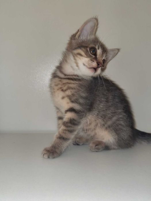 Кошенята британські