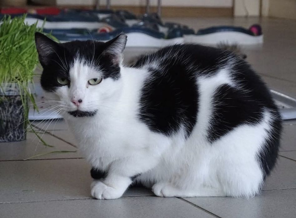 Pełna energii koteczka długo  juz czeka na dom  Idealna na dokocenie