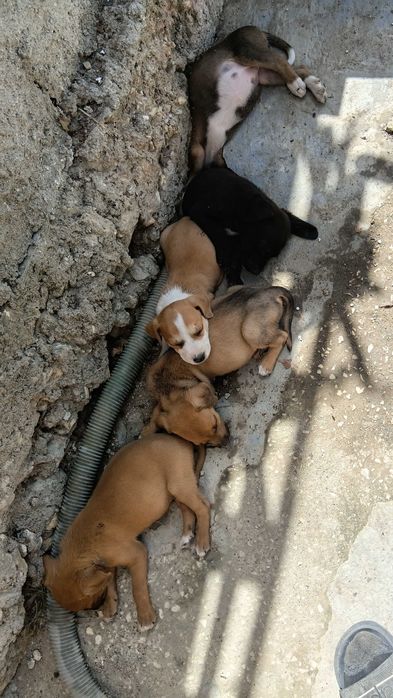 Cães bebés para doar