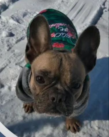 Продам собачку французький бульдог