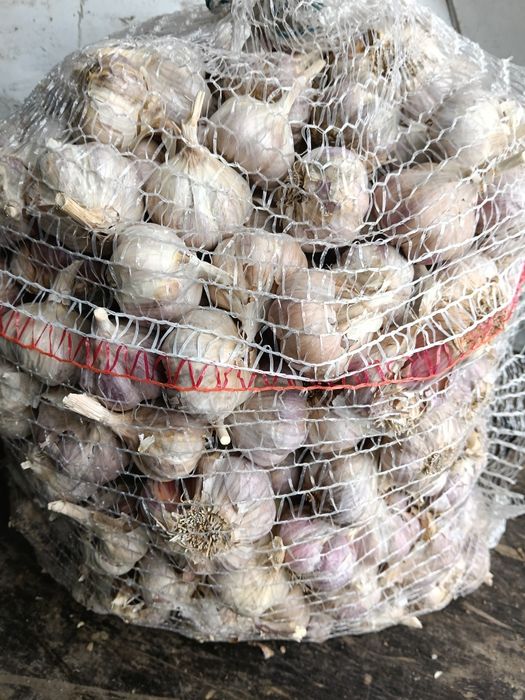 Czosnek przemysłowy