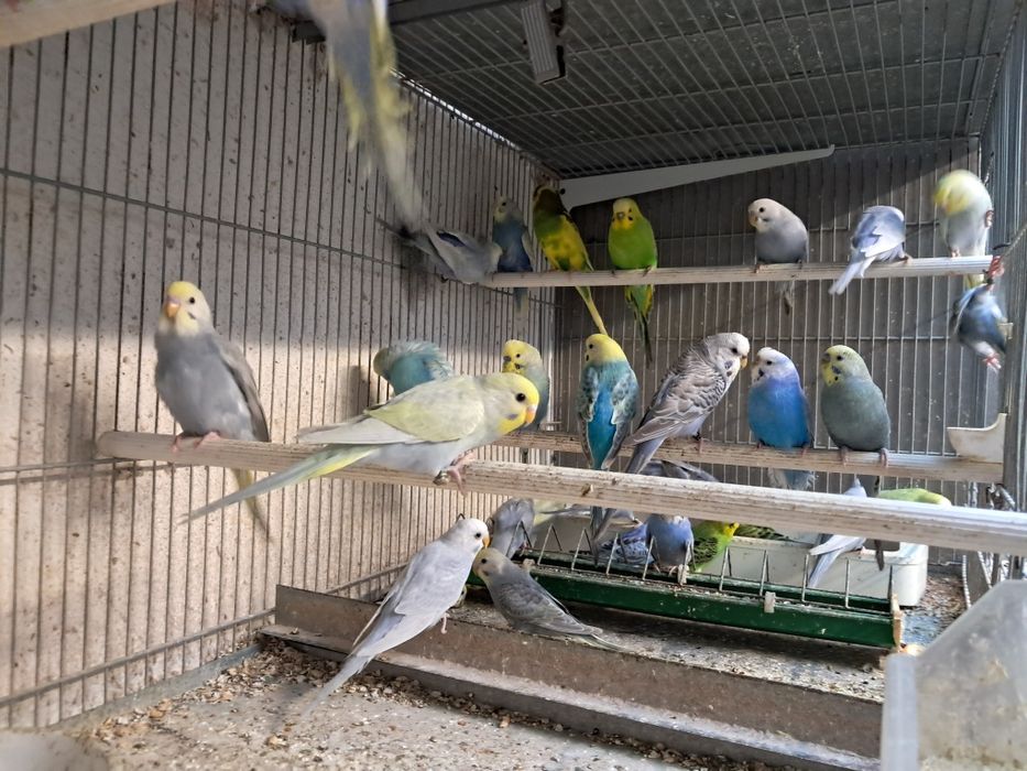 Piriquitos australianos arco íris