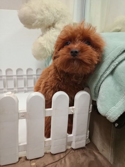 МальтіпуF2 - мінік