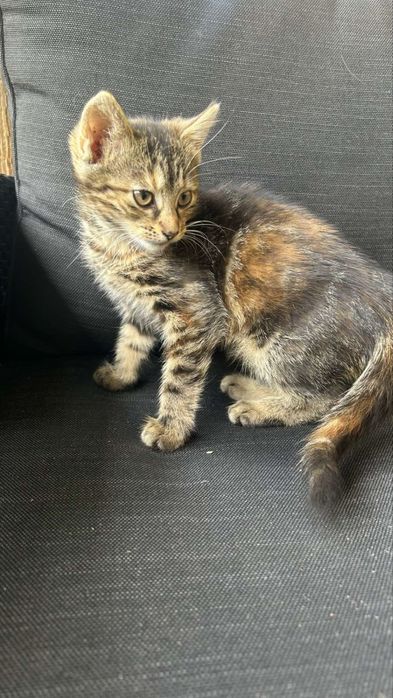 КошеняткаБезкоштовно