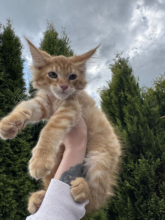 Мейн-Кун Мальчик Львенок Огненный,котята