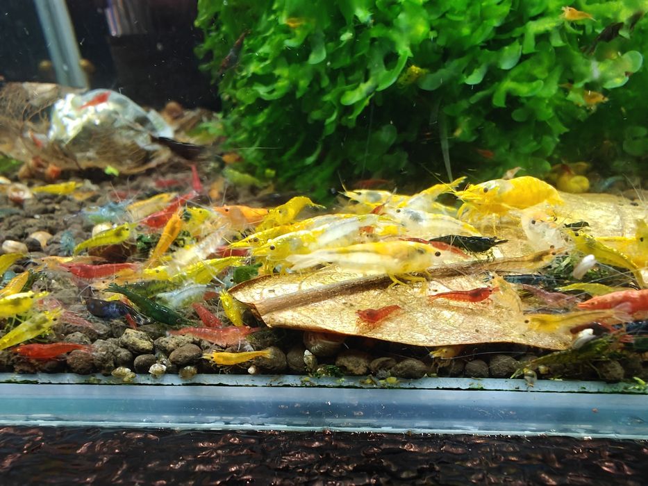Krewetki Neocaridina MIX - różne kolory