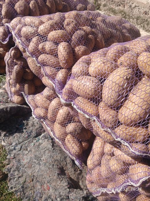 Безкоштовна доставка Картошка, консервація, картопля, бульба