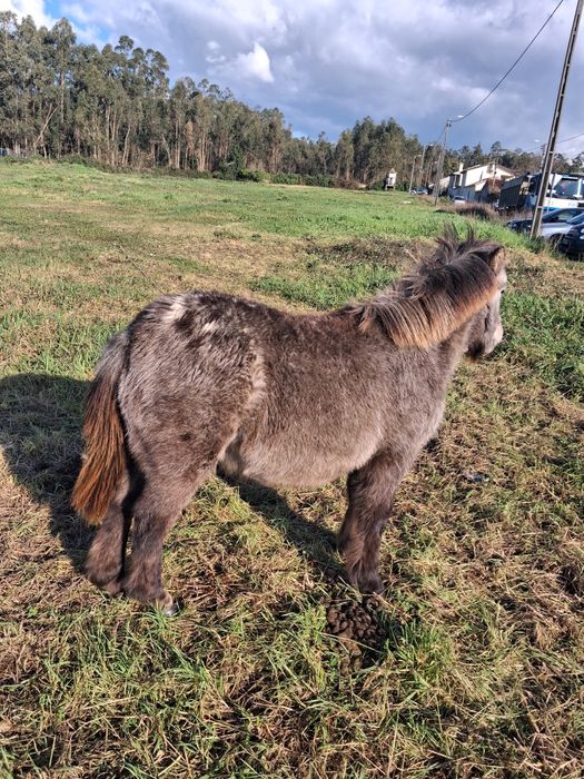 Pónei apaluso macho