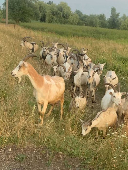 Продам  спаровані кітні вагітні  кози . Час окоту - середина січня