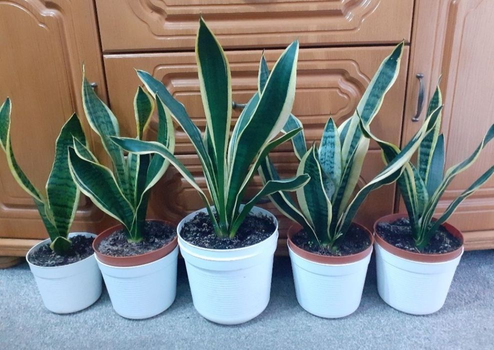 Sansewieria wężownica języki teściowej