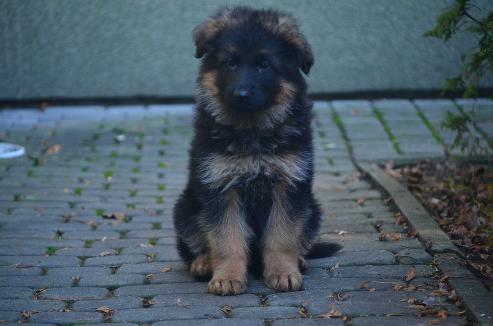 Owczarek Niemiecki Długowłosy SPRZEDAŻ!