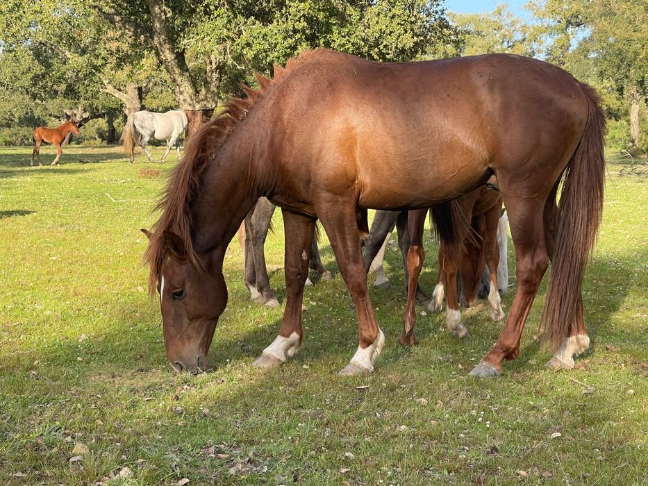 Lote de 5 eguas um cavalo lazão e uma poldra e um poldro de um ano