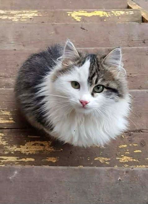 Пушистая котёнок девочка ищет дом! Стерилизуем! Котята