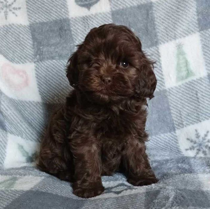Cockapoo chocolate
