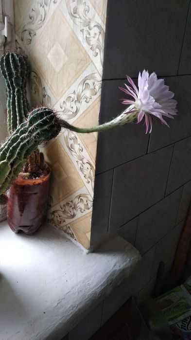 Продаются кактусы комнатные, цветущие.