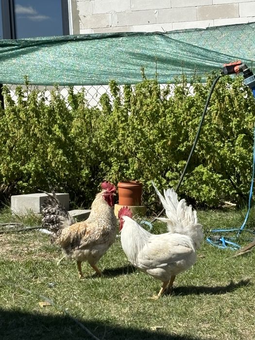 Koguty green shell i Leghorn