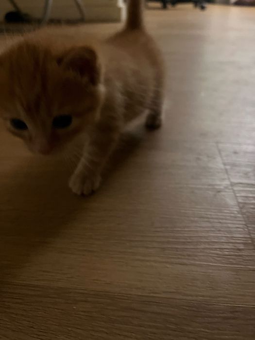 Gatinho para adoção