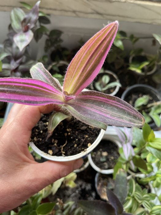 Mudas da minha coleção , dusponives