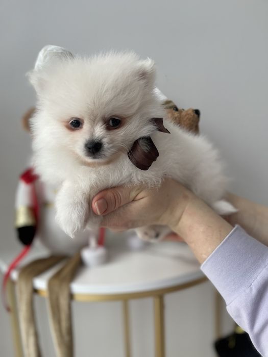 Померанські шпіци — Гарантовано закохаєтесь з першого погляду