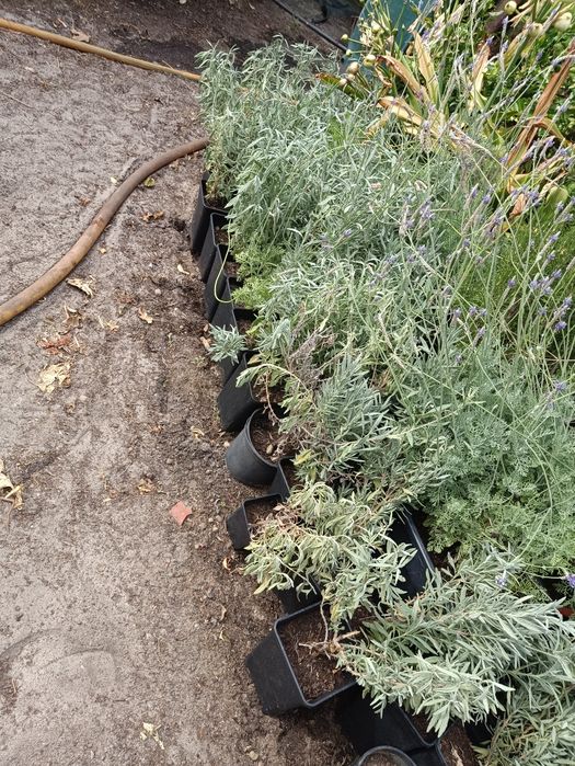 Alfazemas em vasos 7L