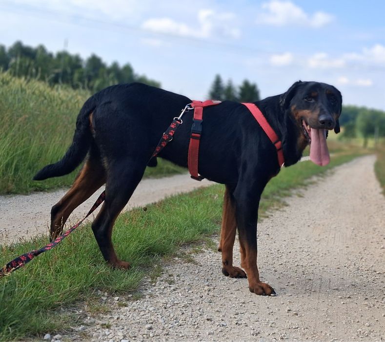 W typie dobermana, Edzio do adopcji
