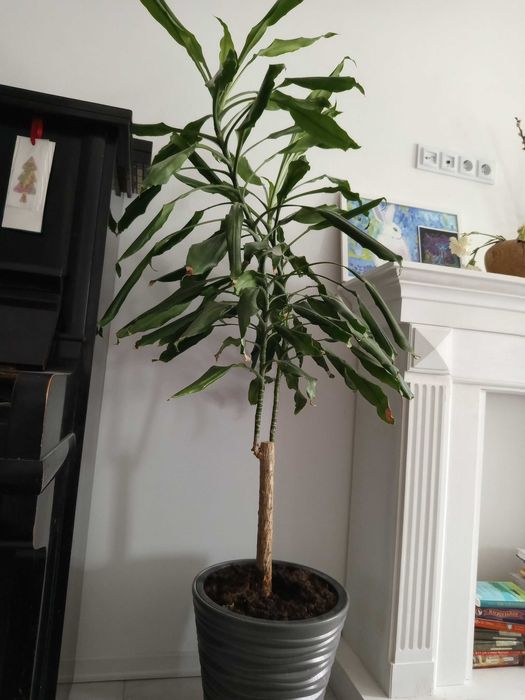 Юкка доросла 1м 70см